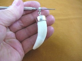 (g968-36-4) Big 2-1/2&quot; GATOR Alligator Tooth Teeth SILVER CAP pendant JE... - $126.21