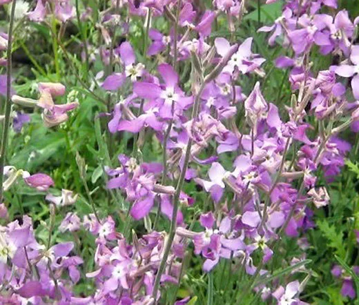 Night Scented Stock Matthiola Bicornis 50000 Bulk Seeds Fresh Seeds - £164.00 GBP