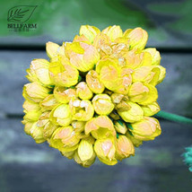 ALGARD 10 &#39;Goden Years Appleblossom&#39; Geranium Flowers Seeds Yellow Orange Pelarg - £3.53 GBP