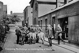 pt0597 - Checking Donkeys , Licensing Day at Blackpool , Lancs - Print 6x4 - $3.00