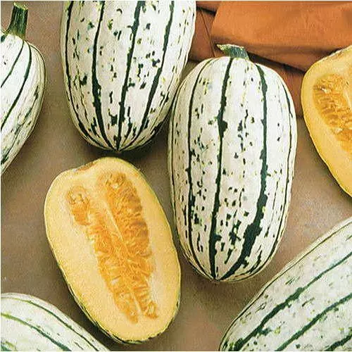 20 Winter Delicata Squash Seeds Non GMO - $4.00