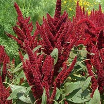 Amaranth Pygmy&#39;S Torch Dwarf 16 Containers Dried Flowers Non-Gmo 1000 Seeds - £7.76 GBP