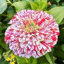 100 Seeds Peppermint Stick Zinnia Speedy Heirloom Seeds Plant Now Enjoy Sooner - £6.73 GBP