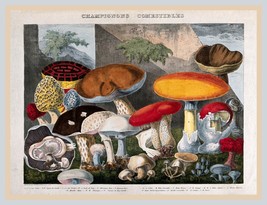 13497.Wall Decor Poster.Room Interior art home design.Mushrooms.Kitchen.Cook - £12.73 GBP+