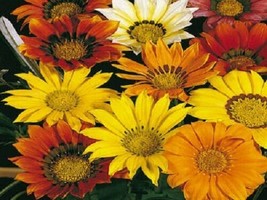 50 Gazania Mini Star Mix Garden Nursery Flower Seeds - $21.85