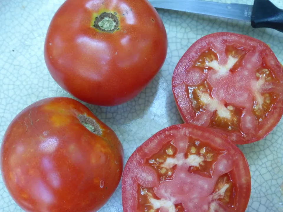 50 Seeds Tropic Tomato Vegetable Garden - $9.75