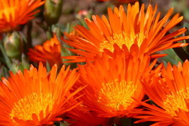 100 Seeds Gelato Orange Ice Plant Mesembryanthemum Livingstone Daisy Flower - £13.59 GBP