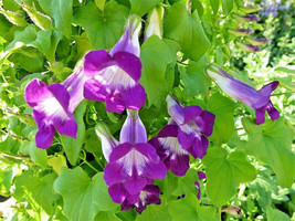 BStore 10 Seeds Mixed Dragonsnap Vine Asarina Scandens Climbing Snapdragon Flowe - $9.50