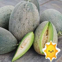 10 Bateekh Samara Melon Seeds Sweet Tasty New Fresh Seeds USA - $17.50