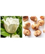 10 bulbs Honeymoon Fringed Tulip - €48,80 EUR
