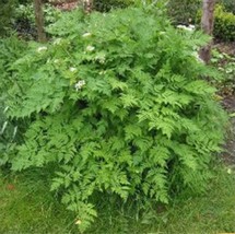 SKMO 150 Garden Chervil Gourmet Parsley Anthriscus Cerefolium Herb Flower Seeds - £13.29 GBP