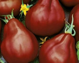 Black Truffle Tomato Seeds 50 Indeterminate Vegetable Garden Fast Shipping - £7.20 GBP