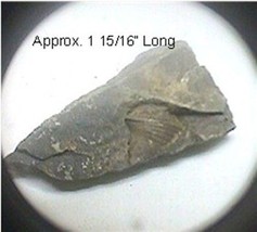 Fossil Brachiopod #112 - £4.73 GBP