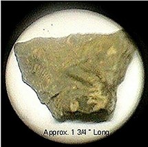 Fossil Brachiopod #104 - £3.62 GBP