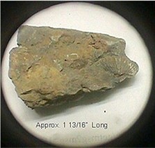 Fossil Brachiopod #105 - £3.62 GBP