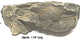 Fossil Brachiopod #115 - £3.62 GBP