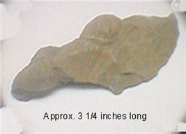 Fossil Brachiopod #102 - £3.54 GBP