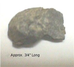 Fossil Brachiopod #114 - $4.54