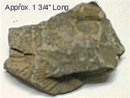 Fossil Brachiopod #106 - £3.62 GBP