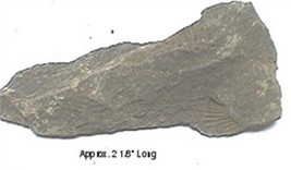 Fossil Brachiopod #113 - £3.62 GBP