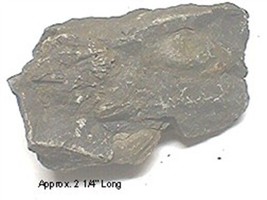 Fossil Brachiopod #111 - £3.62 GBP