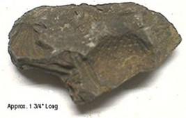Fossil Brachiopod #116 - £3.62 GBP