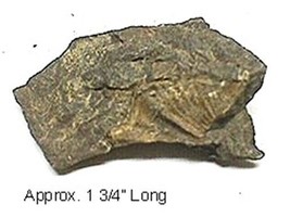 Fossil Brachiopod #117 - £4.73 GBP