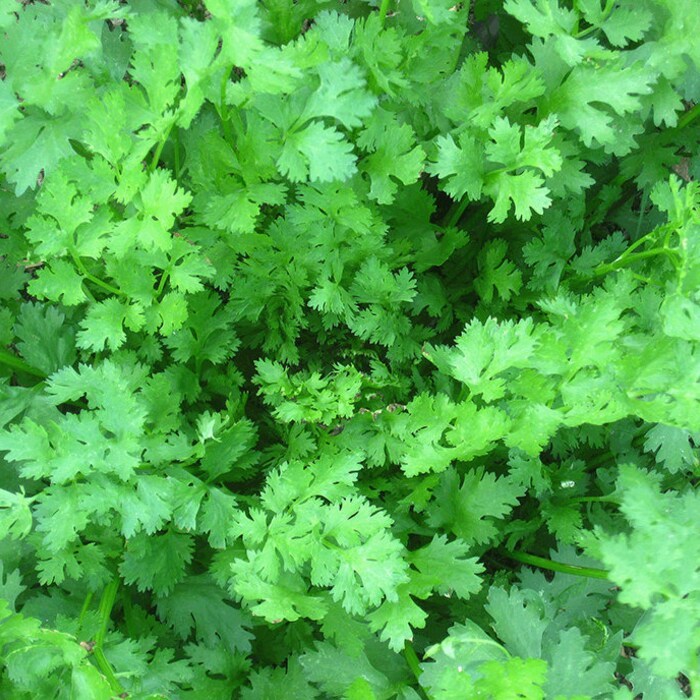 Organic Cilantro Calypso Fresh Gardening USA SELLER - $12.99