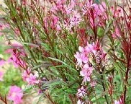 100 Pink Gaura Whirling Butterflies Gaura Biennis Flower Seeds Fresh Usa Seller - £8.27 GBP