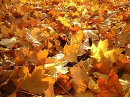 Incense Autumn Leaves Fresh Hand Dipped Charcoal 40 Sticks Home Fragrance Handma - £5.50 GBP