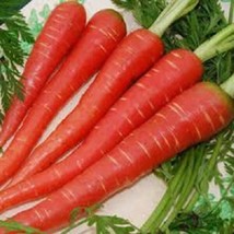 Seeds 400 Atomic Red Carrot Daucus Carota Vegetable Seeds - £21.21 GBP