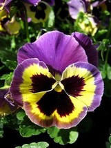 200 Seeds Pansy Seeds – Wavy Viola Tricolor Flower - $10.58