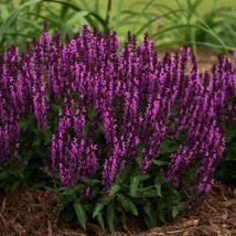 50 Bumbleberry Salvia Seeds Flower Seed Perennial Flowers - £7.83 GBP