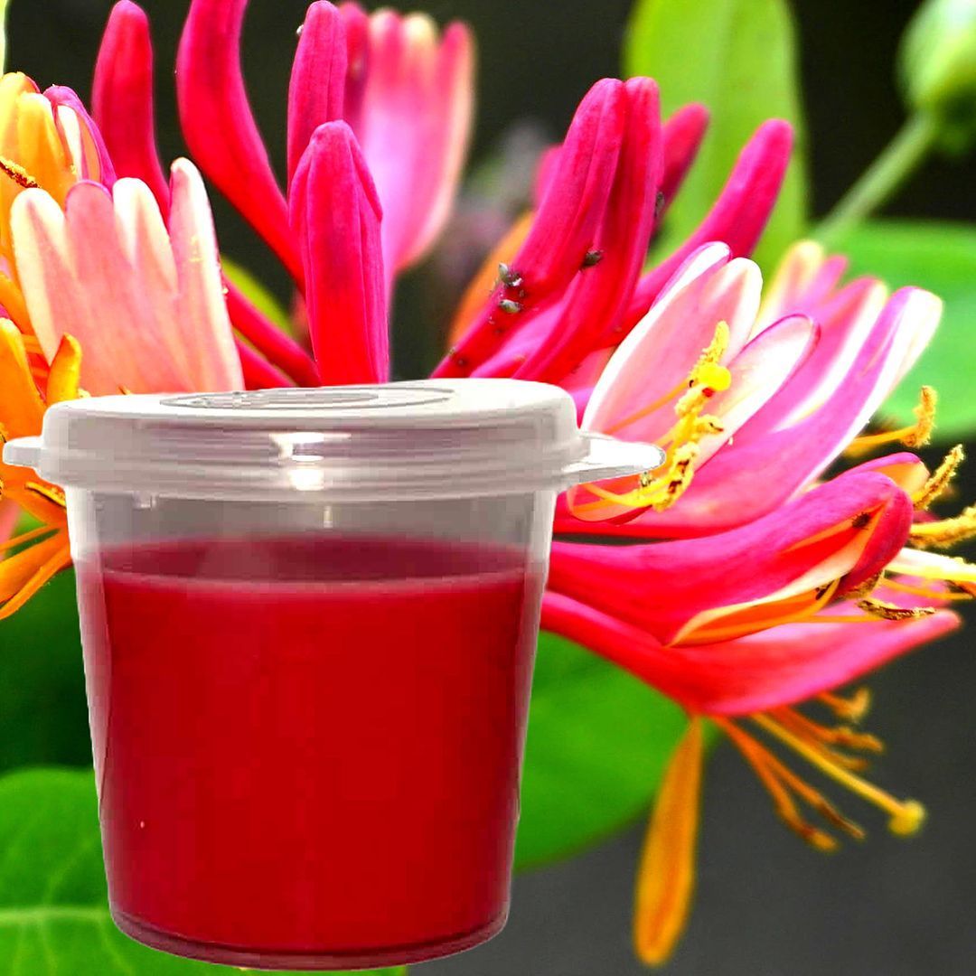 Primary image for Japanese Honeysuckle Scented Soy Wax Candle Melts Shot Pots, Vegan, Hand Poured