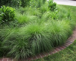 Sporobolus Heterolepis (Prairie Dropseed) 10 seeds - $1.21