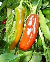 Pepper, Anaheim, Heirloom, Organic 25+ Seeds, Mildly Spicy Great Fresh Or Dried - £1.57 GBP
