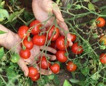 50 Stupice Tomato Seeds Heirloom  Non-Gmo Fresh Us - £7.20 GBP