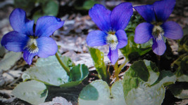 100 Wild Purple Violet Rhizome/Bulbs- Fresh, Healthy, & Bare- Ready To Plant - $34.95