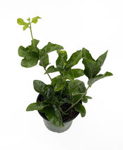 4&quot; Pot Little Duke of Tuscany Arabian Jasmine Plant Fragrant Double Bloom - £47.85 GBP