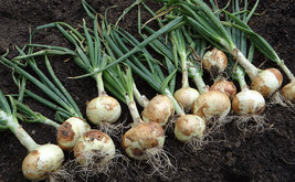 White Sweet Spanish Onion Seeds Fresh Fast Shipping - $3.78