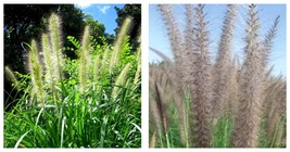 40 Seeds Kikuyu Grass Pennisetum Alopecuroides Ornamental Grass - £11.98 GBP