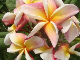 Lydias Rainbow Plumeria Frangipani cutting Fragrant Rare Exotic + bonus ... - $17.95