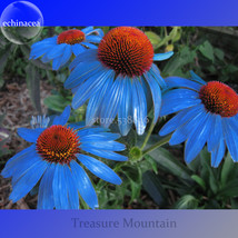 Yangko Light Blue Echinacea Purpurea 100 Seeds Big Blooms Blue Petals W Orange H - $7.60