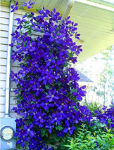 100Pcs Bag Blue Clematis Seeds Fresh Seeds Fast Shipping - $12.88