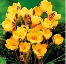 20  pcs/Bag Many Varieties Saffron Flores Saffron Flower plantas Saffron Crocus  - £5.52 GBP