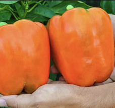 Fresh Garden 10+ Orange King Bell Pepper Seeds Sweet Heirloom Organic NON GMO - $9.48