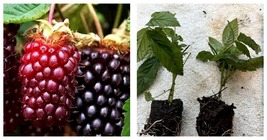 Two Live Boysenberry Plants Vines - £35.34 GBP