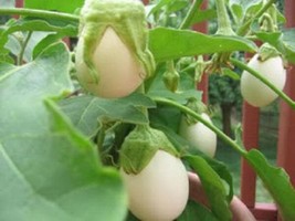 30 Easter Egg Plant Ornamental Easter Eggplant Nest Egg Solanum Ovigerum Seeds - £13.43 GBP