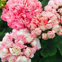 African Rose 10 Bonsai Pink Ball - (Color: 2) Geranium Pcs/Pack, Garden Pelar... - £13.21 GBP