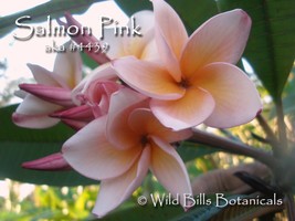 Very Rare, Exotic Colorful Fragrant Thai Salmon Pink Plumeria frangipani... - $18.99
